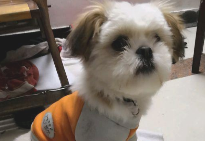遛猫遛狗时被流浪犬追随,女生喂它点狗粮后,自己狗子见到却超凶了
