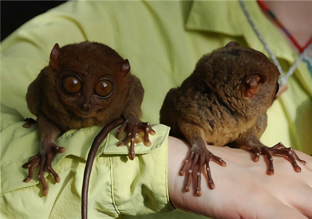 眼镜猴身份信息