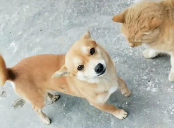 主人在家烤串,小黄狗从外面偷排骨交给主人,狗:给我也烤烤……