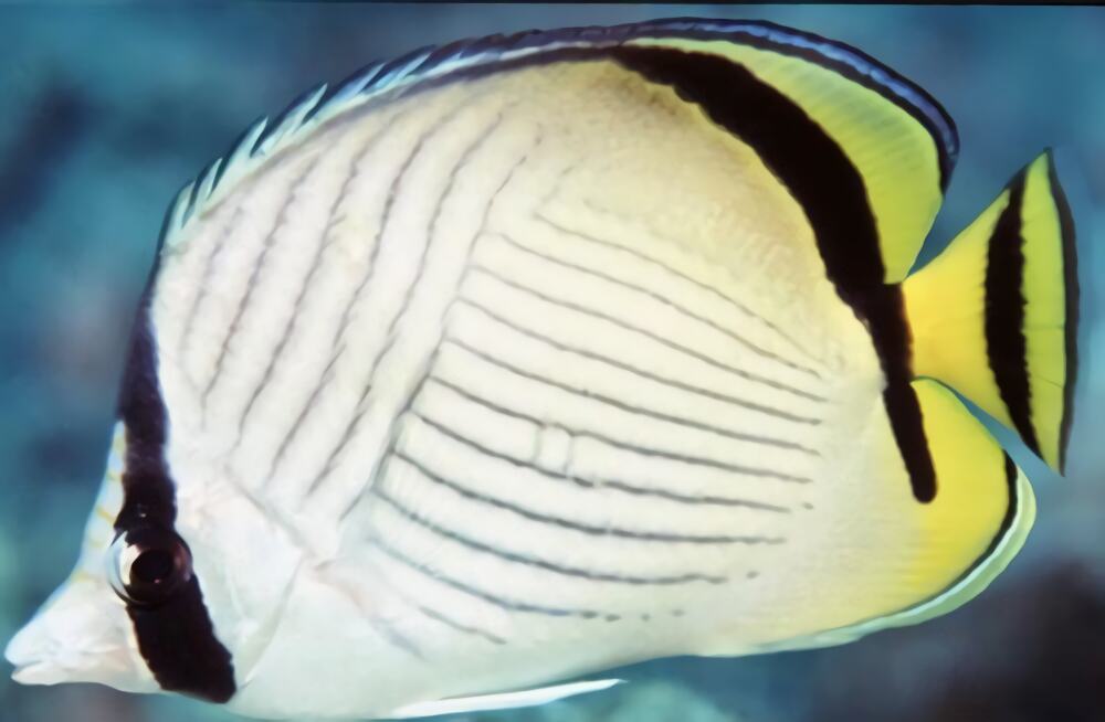 斜纹蝴蝶鱼身份信息