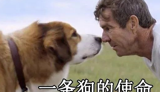 双腿截肢的狗狗成为“老师”,它还教会了其它残疾狗走路,好励志
