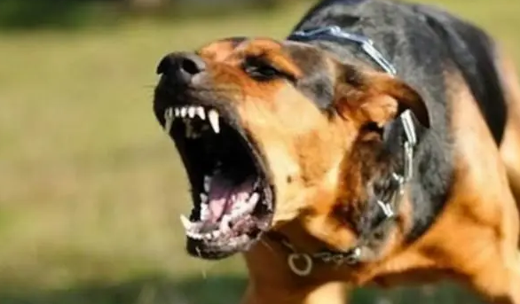 又一起恶犬伤人事件,伤者大动脉被咬破,该管的除了狗,还有养主