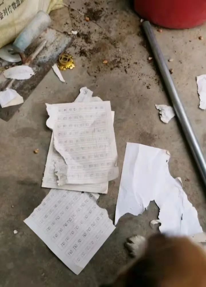 作业被小狗撕了,小学生崩溃大哭,妈妈告诉老师,老师的做法亮了