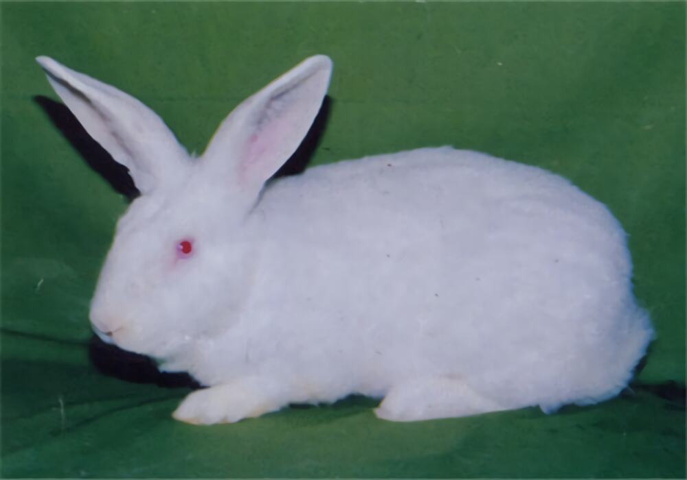 哈白兔身份信息