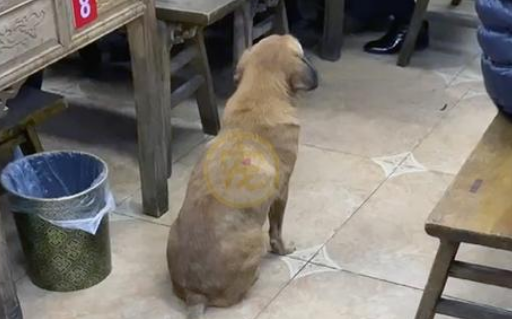 流浪老犬上门乞讨,面对食物不敢接受:我真的可以吃吗?