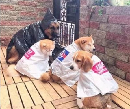 主人给狗子制做雨披,一套还比一套时尚潮流,德牧的女巫装最有趣