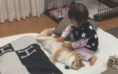 女儿哄柴犬犬入睡,还需要给它盖紧被子,狗:晚安好梦,离开时还记得熄灯哦!