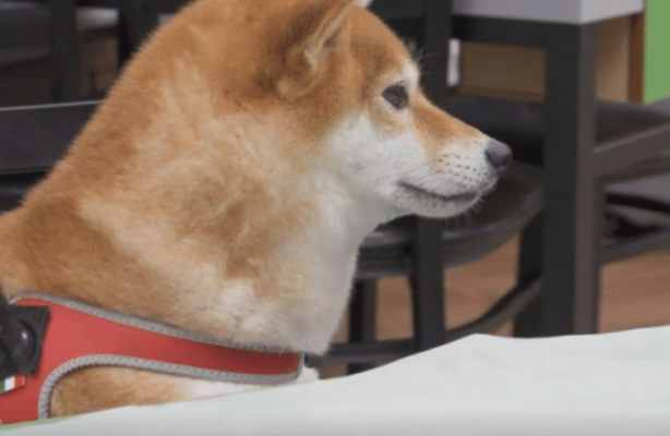 主人带秋田犬吃海产品,还没有上菜就隔着夹层玻璃开舔帝王蟹,汪星人:我馋它的身体!