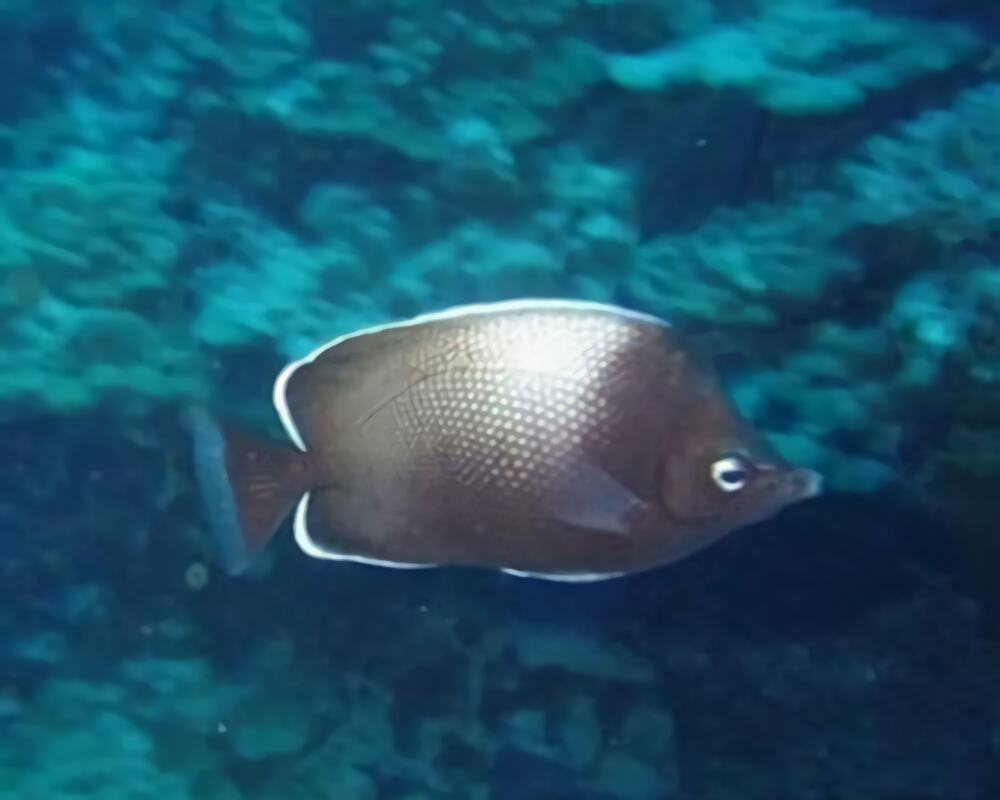 复活岛蝶身份信息