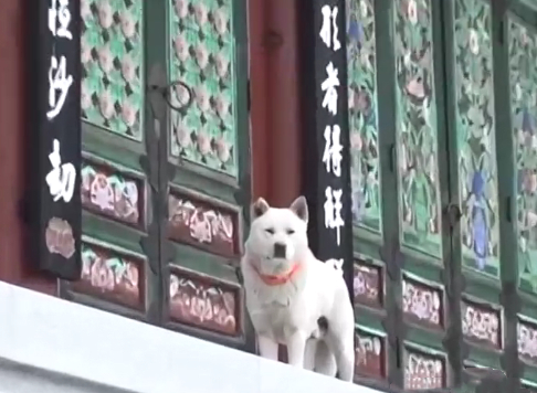 不得了了,那只出家的狗狗,居然敢下山吃肉又泡妞!