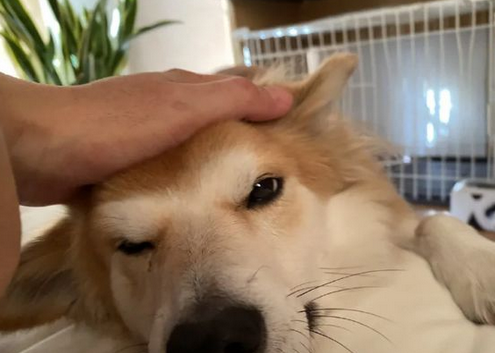 狗狗两次被遗弃,医生领养一年后,明白了原因