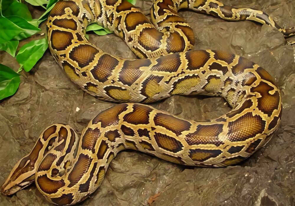 缅甸蟒身份信息