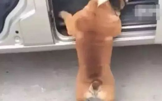 男主角让小狗进入车内,五分钟还看不到它的狗影,下车时一看笑容直不起腰