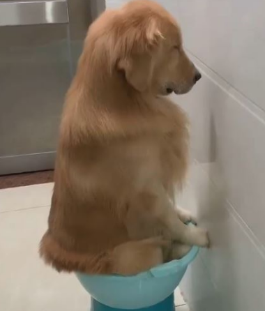 金毛犬被罚坐尿盆面壁露无辜脸 网友见身后“尸体堆”爆笑