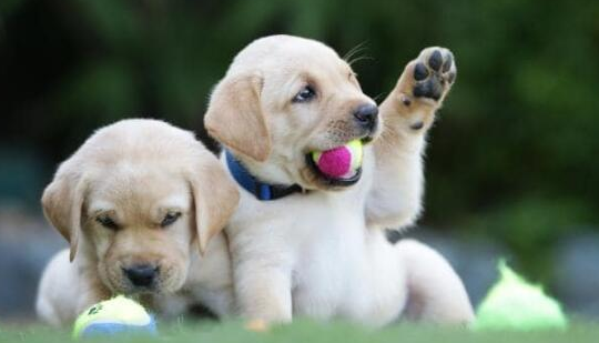 震惊！研究发现：狗狗的寿命和疾病风险居然与毛色相关