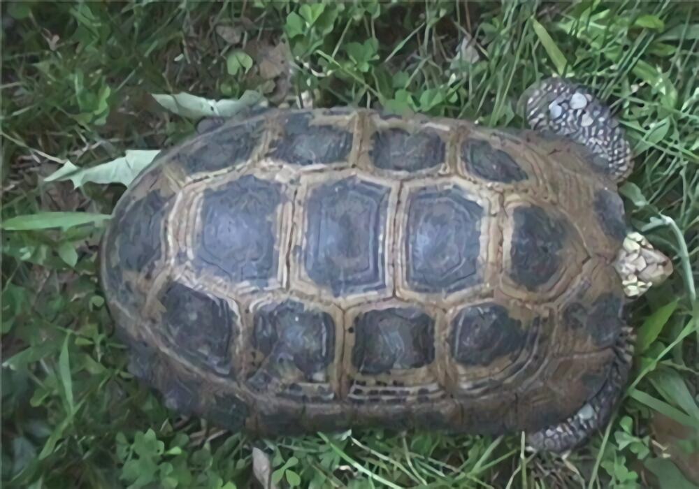 特拉凡柯陆龟身份信息