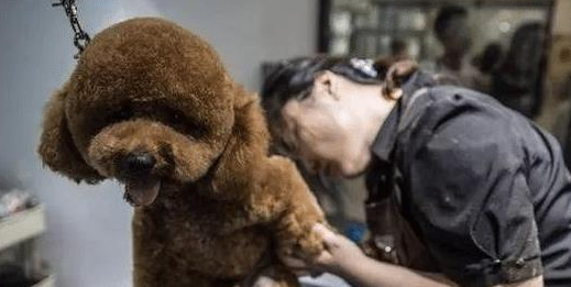 泰迪犬“最怕”的6类人,看到都发抖,希望你不在!