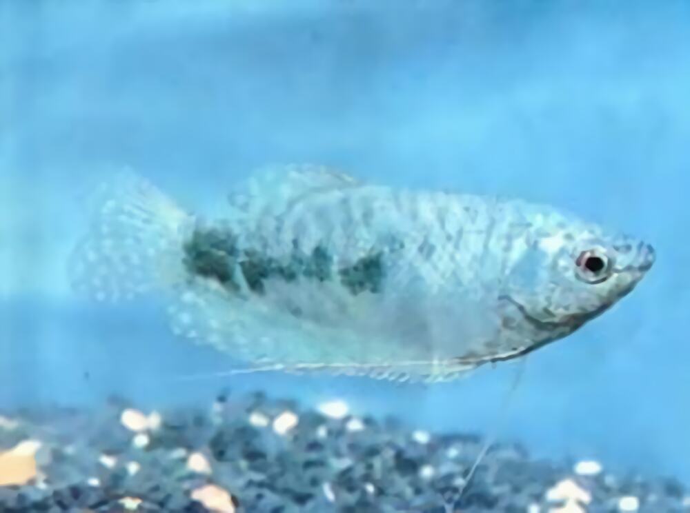 蓝星鱼身份信息