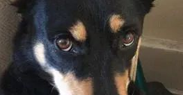 爱玩小狗冲入喷水池唤不回，饲主湿掉“狼狈不堪牵狗”