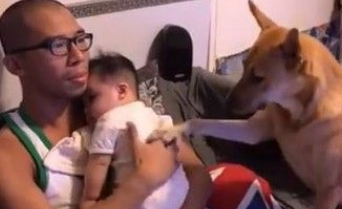 超温馨!怀孕养宠没问题 狗姐姐暖心爱宝宝