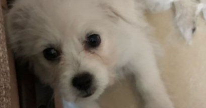 小狗狗被女孩当垃圾一样丢掉,追过去被主人踢到原处委屈的快哭了