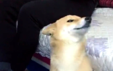 柴犬犯案后不嫌事大,被指责还撒娇卖萌,主人看过心都被萌化了