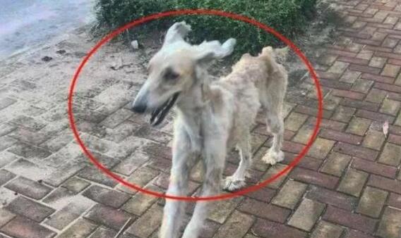 夜晚狗狗突然朝主人大叫，主人醒来后，才知狗狗救了自己孩子的命