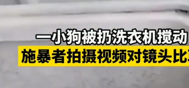 虐狗惨案频发,社会:我得了大病
