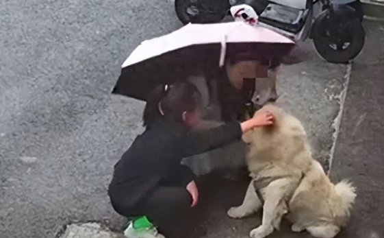 "从友善到凶恶,狗狗攻击事件:女子抚摸白色松狮犬遭袭击"