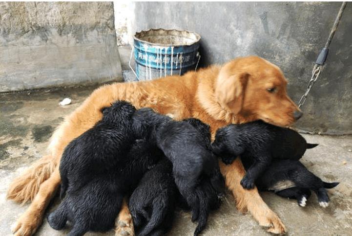 金毛生了7只小狗崽后, 宠主特别郁闷, 千防万防没能防住隔壁家里藏獒