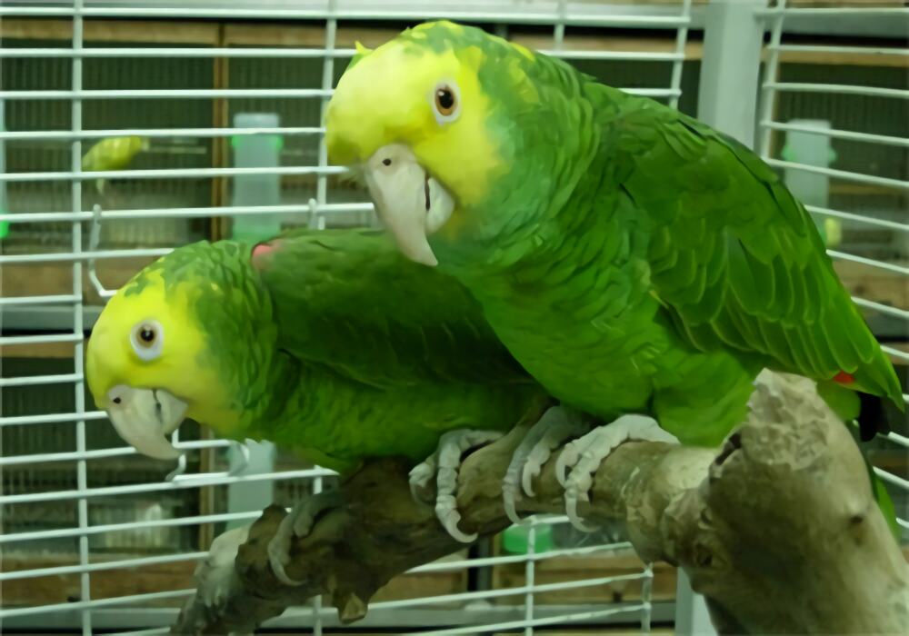 双黄头亚马逊鹦鹉身份信息