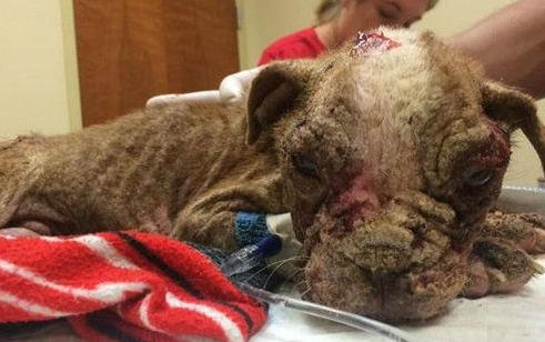 黑心繁殖造孽4个月小狗石化满身伤 靠奇迹活命
