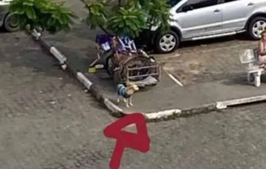 流浪汉住院,狗狗医院门口守着全部家当等待20多天,终于相见...
