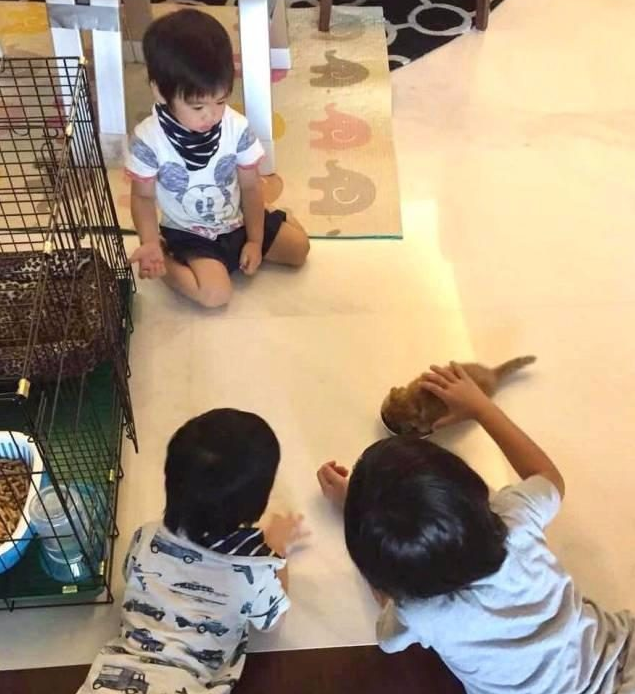 不老男神林志颖儿子kimi趴在地上和宠物猫对视,人比猫萌!