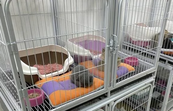 网曝成都一宠物店出售病猫病狗 老板回应:24小时内有病都可以退换