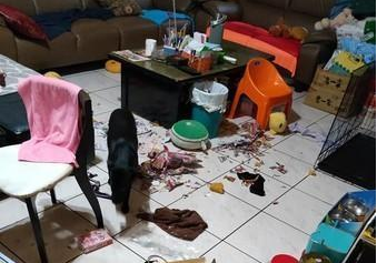 黑狗趁主人不在时拆家,怕挨打钻沙发被卡住,主人又生气又好笑