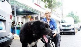 怕死后没人照顾狗狗 老人立遗嘱8万给爱犬