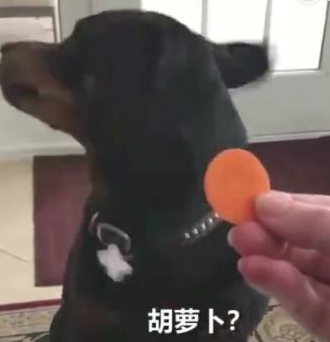 对奶酪片十分偏爱的狗狗,当主人给它箩卜时,这反映呆萌了