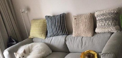 姥姥照料家里猫和狗,萨摩耶软糖和小猫咪麻糬反映出现异常,母亲:没良心