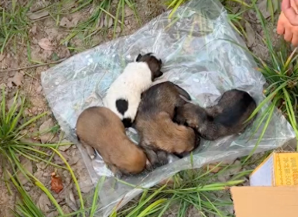 5只刚出生小狗被遗弃,女生和同事齐心救助,医生说只能听天由命