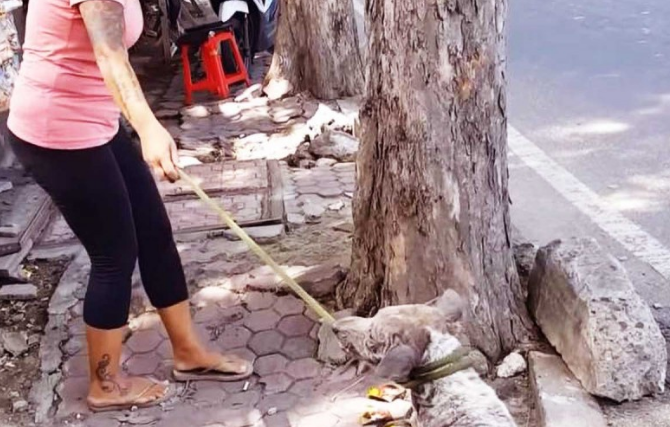 小狗每天挨打,最终还被丢掉,但它为等主人,住在下水道整整的7年