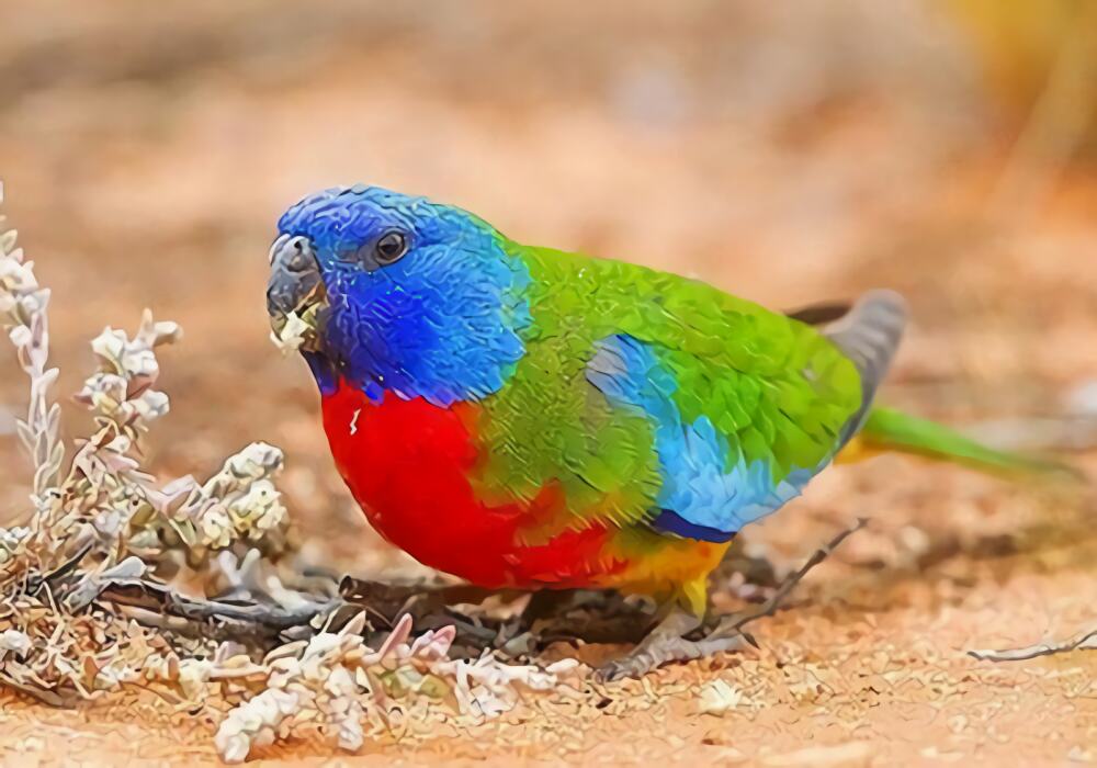 鲜红胸鹦鹉身份信息