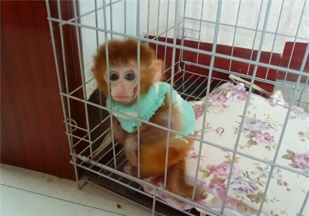 日本袖珍石猴身份信息