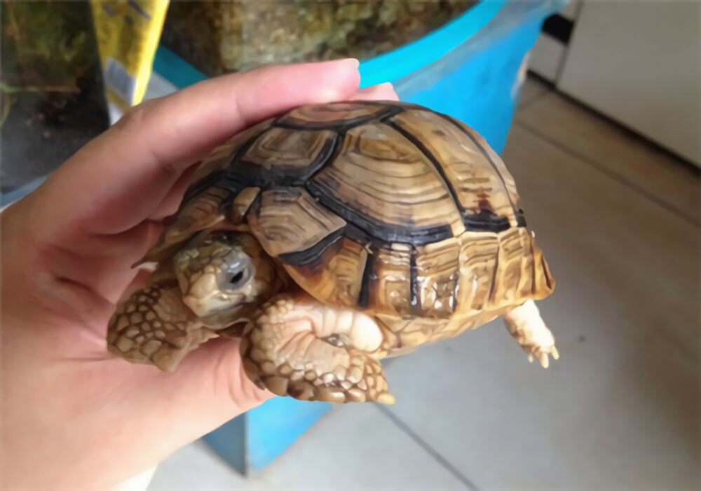 埃及陆龟身份信息