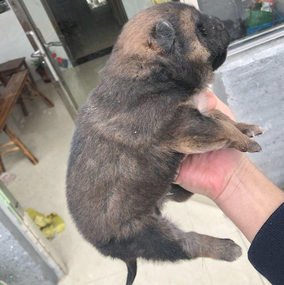 小奶狗差点儿被当做废弃物丢弃,男孩儿拎起后,路人:那么脏也许多人要