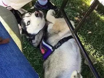 笑一笑,这只二哈真的当上搜救犬啦,可算是给二哈长脸了