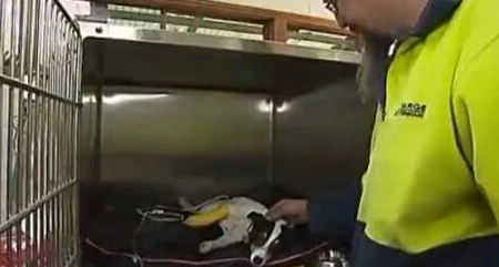 澳洲一男子帮狗做口对口人工呼吸 救回一命