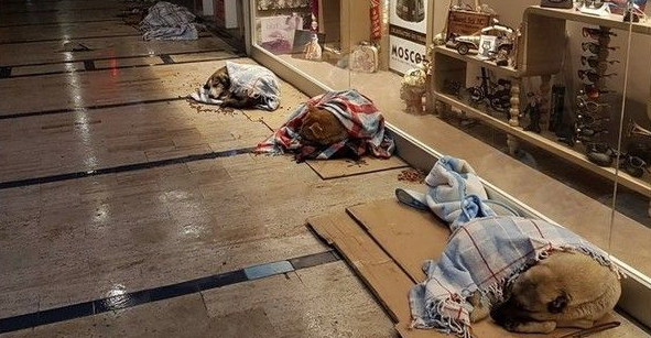 土耳其-3度的温暖 商场外每只流浪狗裹毛毯睡觉