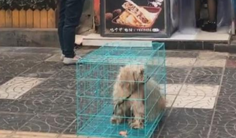 饥饿老狗为活命,寒风中疯狂作揖,哀求店主施舍食物