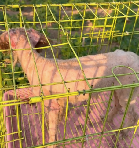 狗狗守着主人的墓碑数月,饿了就吃麦苗,被救助离开时它竟流泪了